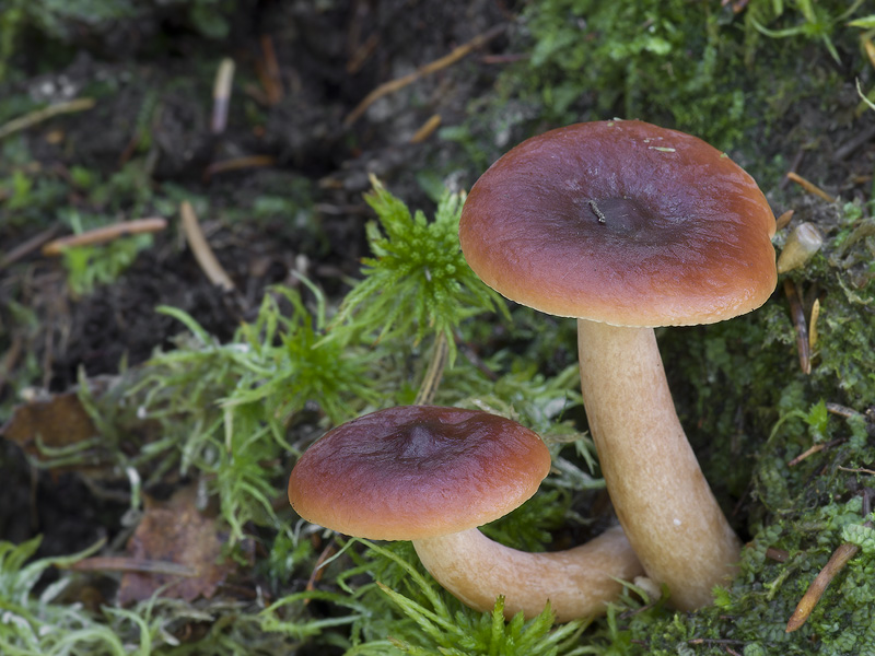 Lactarius sphagneti